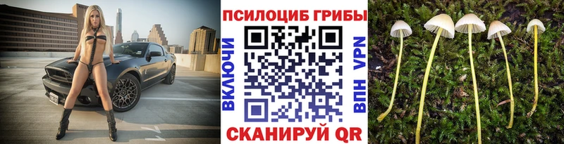 Псилоцибиновые грибы Psilocybe Фатеж